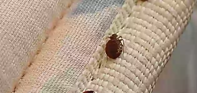 بعد تحذيرات وزارة الصحة: نصائح هامة للوقاية من انتشار حشرة بق الفراش
